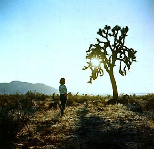 Joshua Tree