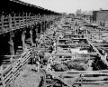 Kansas City Stockyards