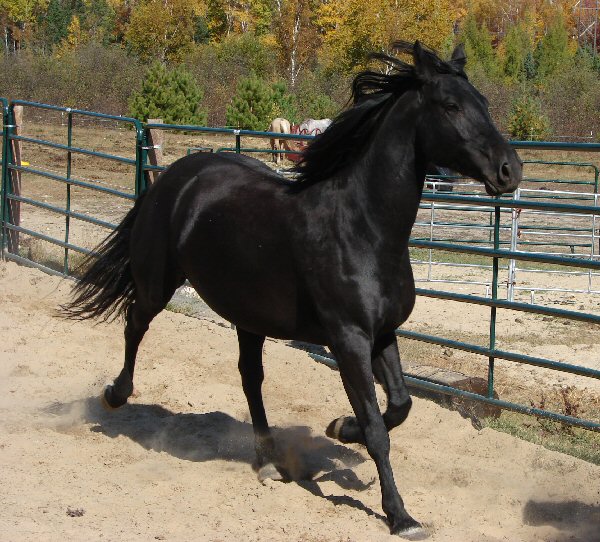 Horse being worked at liberty