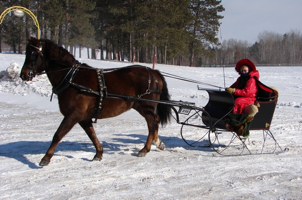 A horse-drawn cutter.