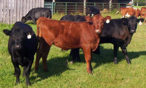 Muley cows