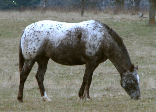 Appaloosa Horse