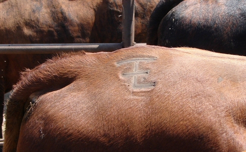 Branded bull