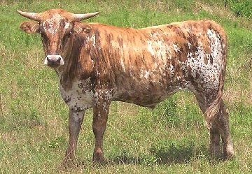 Brindle bull