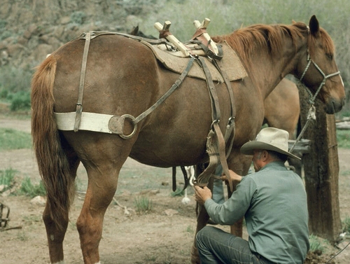 Breeching on a pack saddle