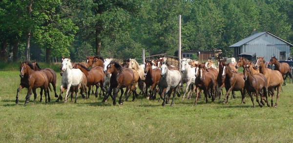 A string of bucking horses
