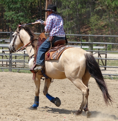 Buckskin