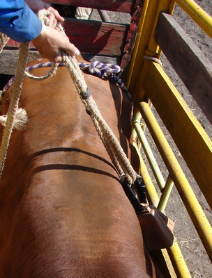 Bull Rope being placed on a bucking bull