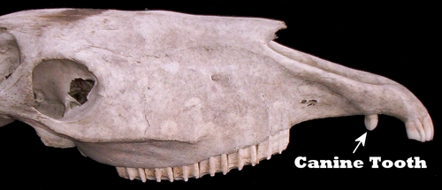 Canine Tooth