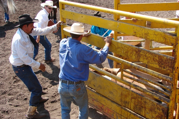 A bull cast in a chute