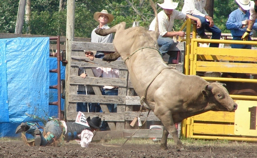 Cinch Rope on a bucking bull