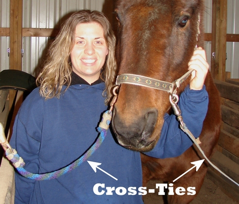 A cross-tied horse