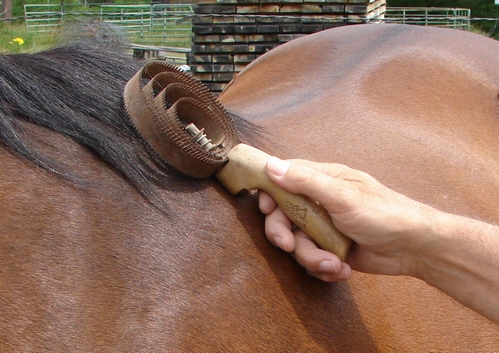Currying a horse with a currycomb
