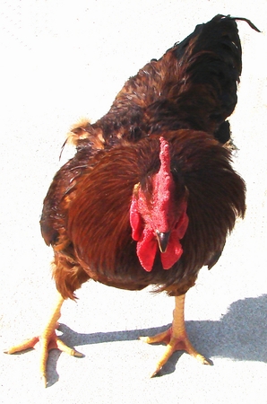 Rooster with his hackles up