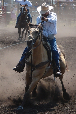 A steer roper dallies his rope around the saddle horn