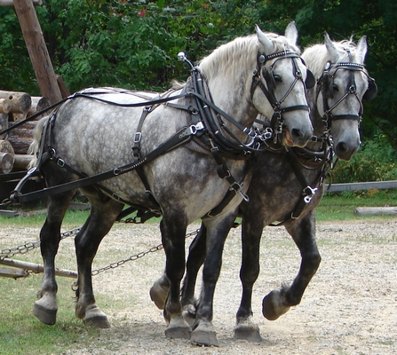 Dapple Gray horses