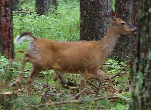 A deer with its tail lifted high