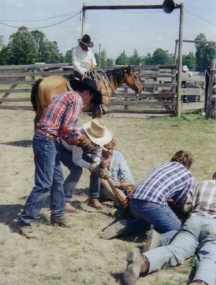 Branding a calf