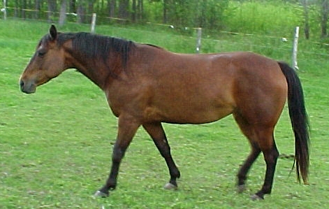 Bay horse