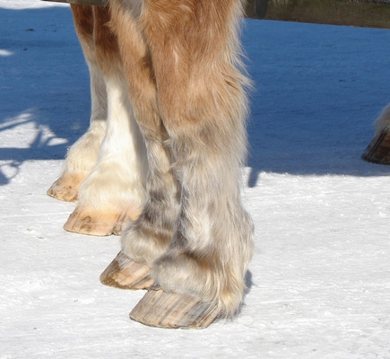 Horse Feathers