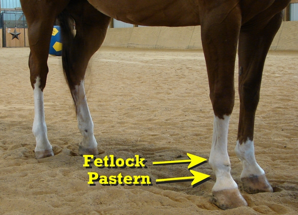 Pastern and Fetlock