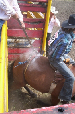 Flank strap being tightened as bronco leaves rodeo chute