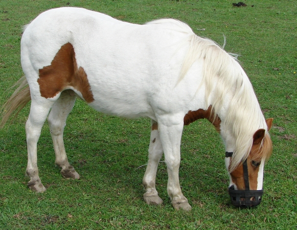 A pony with a Grazing Muzzle