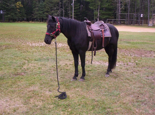 Ground hitched horse