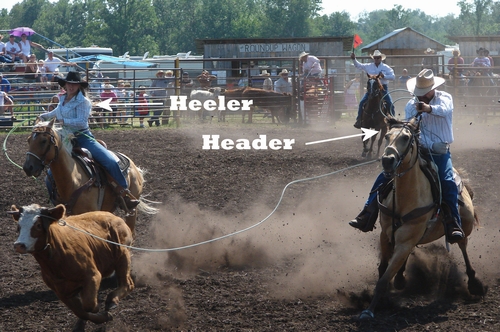 Calf-roping header and heeler