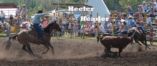 Calf-roping header and heeler