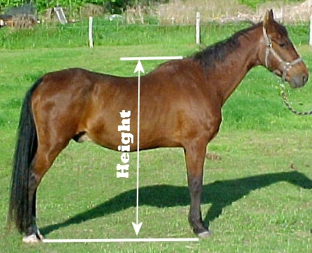 Horse height