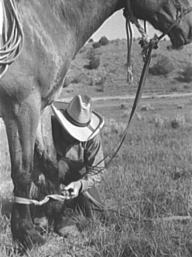 Cowboy attaching hobbles to his horse's feet