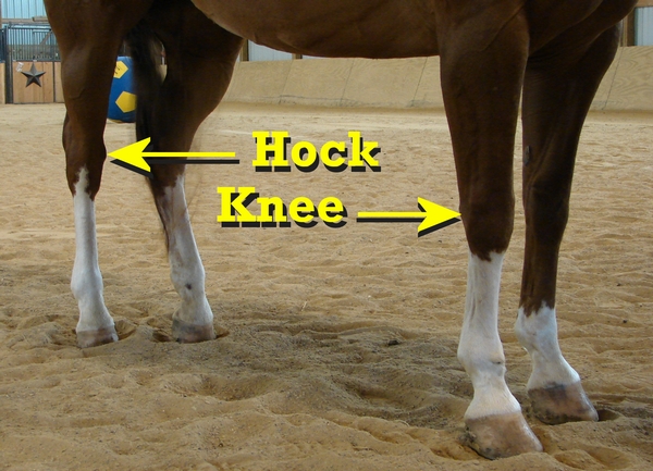Hock and Knee