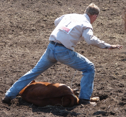 Cowboy finished hogtying a calf