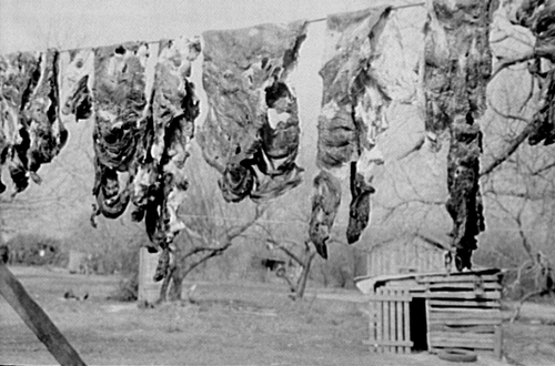Jerked meat drying on a line