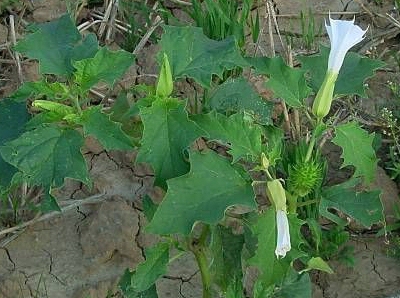 Jimsonweed