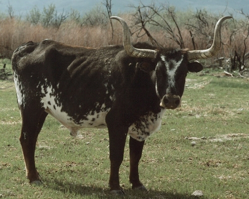 Longhorn