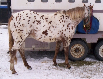 Leopard Appaloosa