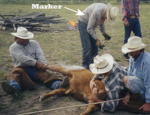 Marker applying a branding iron to a calf