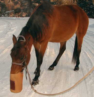 Horse eating from a morral