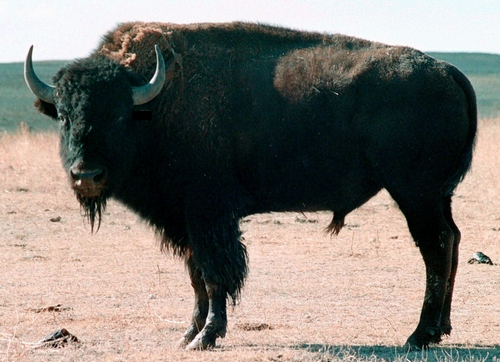 Bison