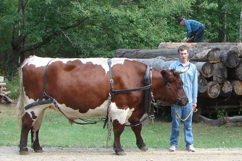 Ox at a reconstructed logging camp