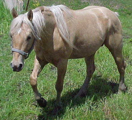 Palomino