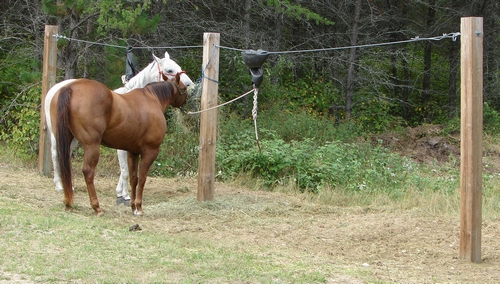 Picket line at a horse camp