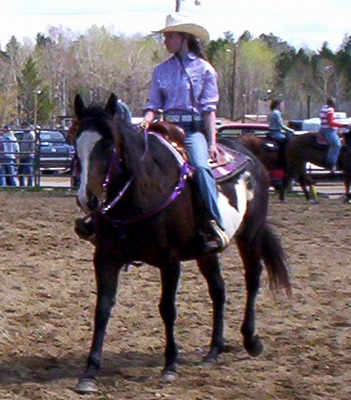 A piebald horse