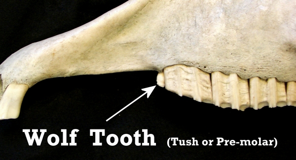 Horse skull with wolf tooth (Pre-molar)