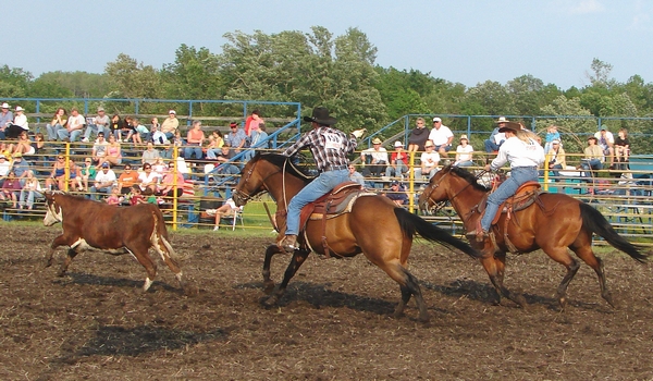 Roping horses rating a calf