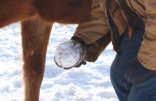 Snowball on a horse's hoof