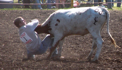 Bulldogging at a rodeo