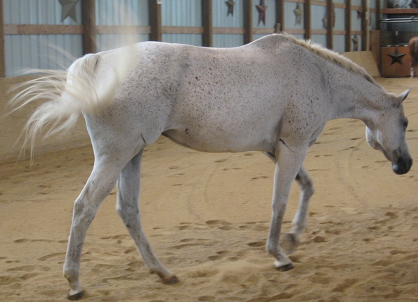 A horse swinging its tail in a circle